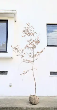 2026年最新】山採り もみじの人気アイテム - メルカリ