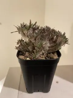 2026年最新】綴化 パキポディウムの人気アイテム - メルカリ