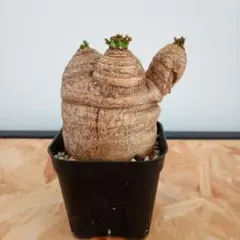 2026年最新】デシドゥアの人気アイテム - メルカリ