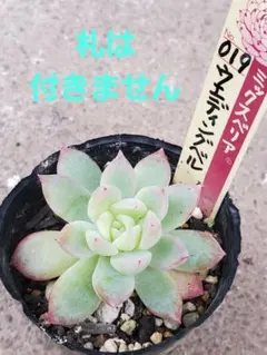 2026年最新】ミックスベリア ウエディングベルの人気アイテム - メルカリ