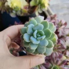 2026年最新】ミソップ苗の人気アイテム - メルカリ