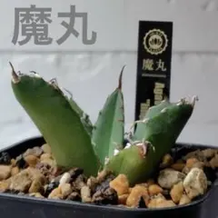 2026年最新】アガベ 魔丸の人気アイテム - メルカリ