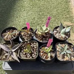 2026年最新】アガベ 子株 セットの人気アイテム - メルカリ