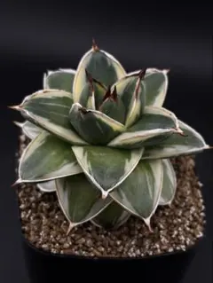 2026年最新】ピンキー アガベの人気アイテム - メルカリ