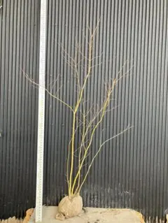 2026年最新】山採り もみじの人気アイテム - メルカリ