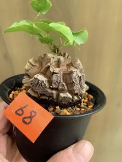 2026年最新】アフリカ亀甲竜の人気アイテム - メルカリ