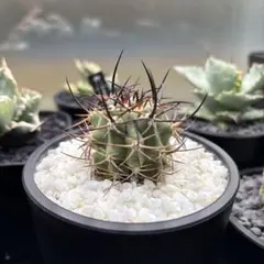 2026年最新】Eriosyceの人気アイテム - メルカリ