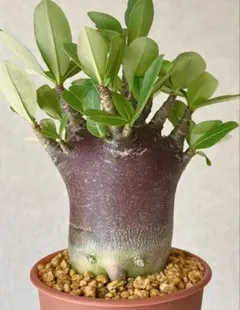 2026年最新】アデニウム ドワーフの人気アイテム - メルカリ