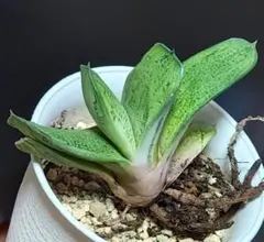 2026年最新】ガステリア 臥牛の人気アイテム - メルカリ