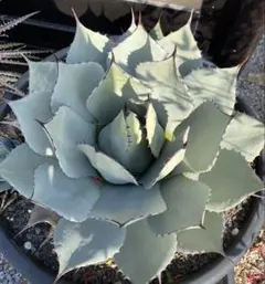 2026年最新】アガベ 吉祥天 パリーの人気アイテム - メルカリ