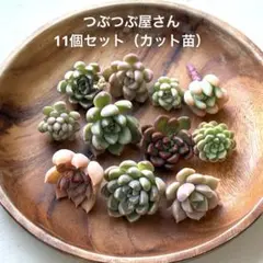 2026年最新】つぶつぶ屋さん苗の人気アイテム - メルカリ