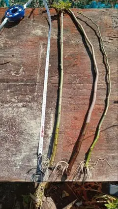 2026年最新】台木 バラの人気アイテム - メルカリ