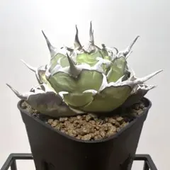 2026年最新】大株 アガベの人気アイテム - メルカリ