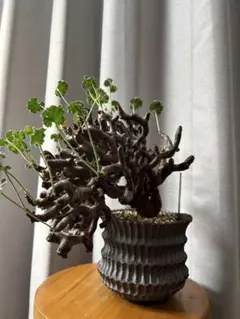 2026年最新】パキプス 現地球の人気アイテム - メルカリ