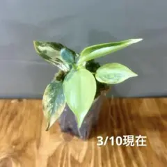 2026年最新】フィロデンドロンシルバーソードの人気アイテム - メルカリ