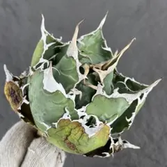 2026年最新】アガベ 白鯨 大株の人気アイテム - メルカリ