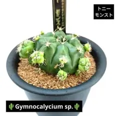 2026年最新】モンストローサの人気アイテム - メルカリ