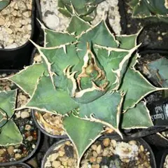 2026年最新】アガベ 海王の人気アイテム - メルカリ