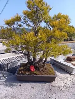 2026年最新】五葉松の人気アイテム - メルカリ