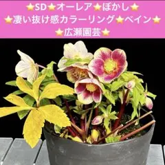 2026年最新】広瀬園芸 クリスマスローズの人気アイテム - メルカリ