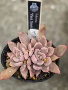 2026年最新】優木園の人気アイテム - メルカリ