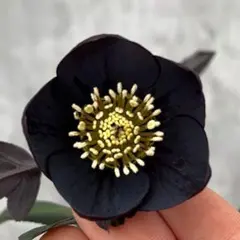 2026年最新】写楽クリスマスローズの人気アイテム - メルカリ