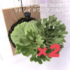 2026年最新】ビカクシダ 胞子 ドワーフの人気アイテム - メルカリ