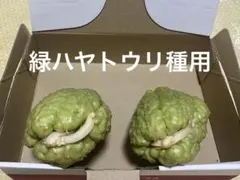 2026年最新】ハヤトウリの人気アイテム - メルカリ