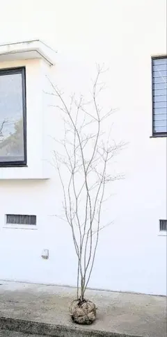 2026年最新】ドウダンツツジ 山採りの人気アイテム - メルカリ