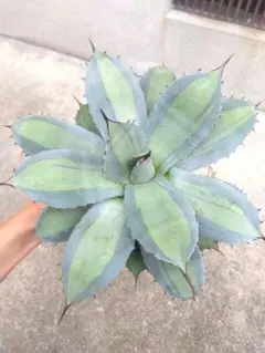 2026年最新】アガベ 吉祥天 パリーの人気アイテム - メルカリ