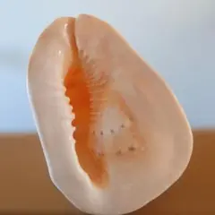 2026年最新】唐冠貝の人気アイテム - メルカリ