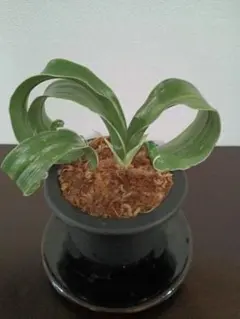 2026年最新】万年青 獅子の人気アイテム - メルカリ