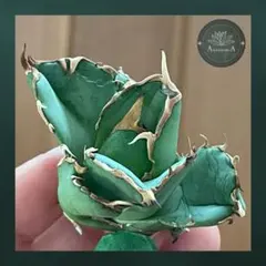 2026年最新】アングリーハートの人気アイテム - メルカリ