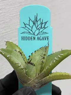 2026年最新】ジェレミー アガベの人気アイテム - メルカリ