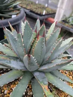 2026年最新】ユタエンシス ハイブリッドの人気アイテム - メルカリ