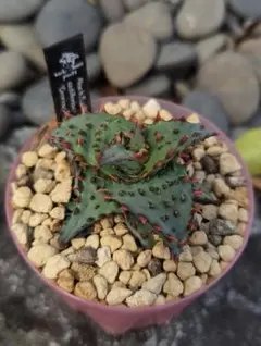 2026年最新】アロエハイブリッドの人気アイテム - メルカリ