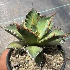 2026年最新】ゴリ猫の人気アイテム - メルカリ