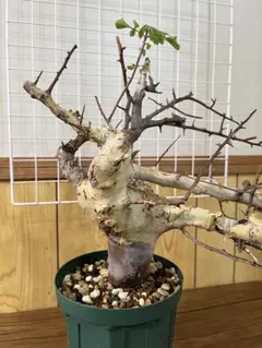 2026年最新】コミフォラの人気アイテム - メルカリ