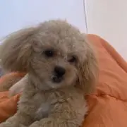 HAP JACOBS ロングボード 9`6f 美品 3ストリンガー - メルカリ