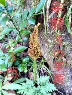 完売天然＊野生【寒蕨/カンワラビ/冬の華蕨】山野草/3苗セット価格/抜き苗