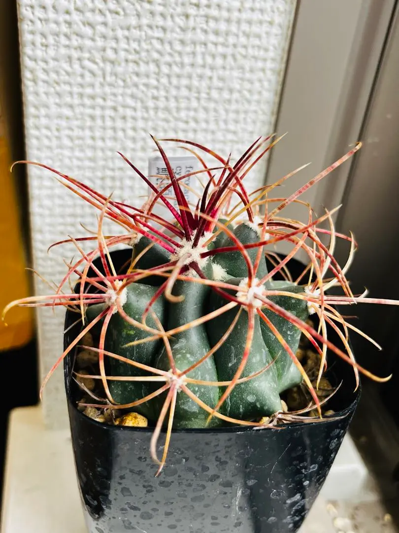 2026年最新】鯱頭の人気アイテム - メルカリ