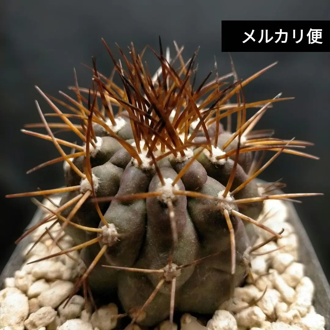 2026年最新】黒士冠の人気アイテム - メルカリ