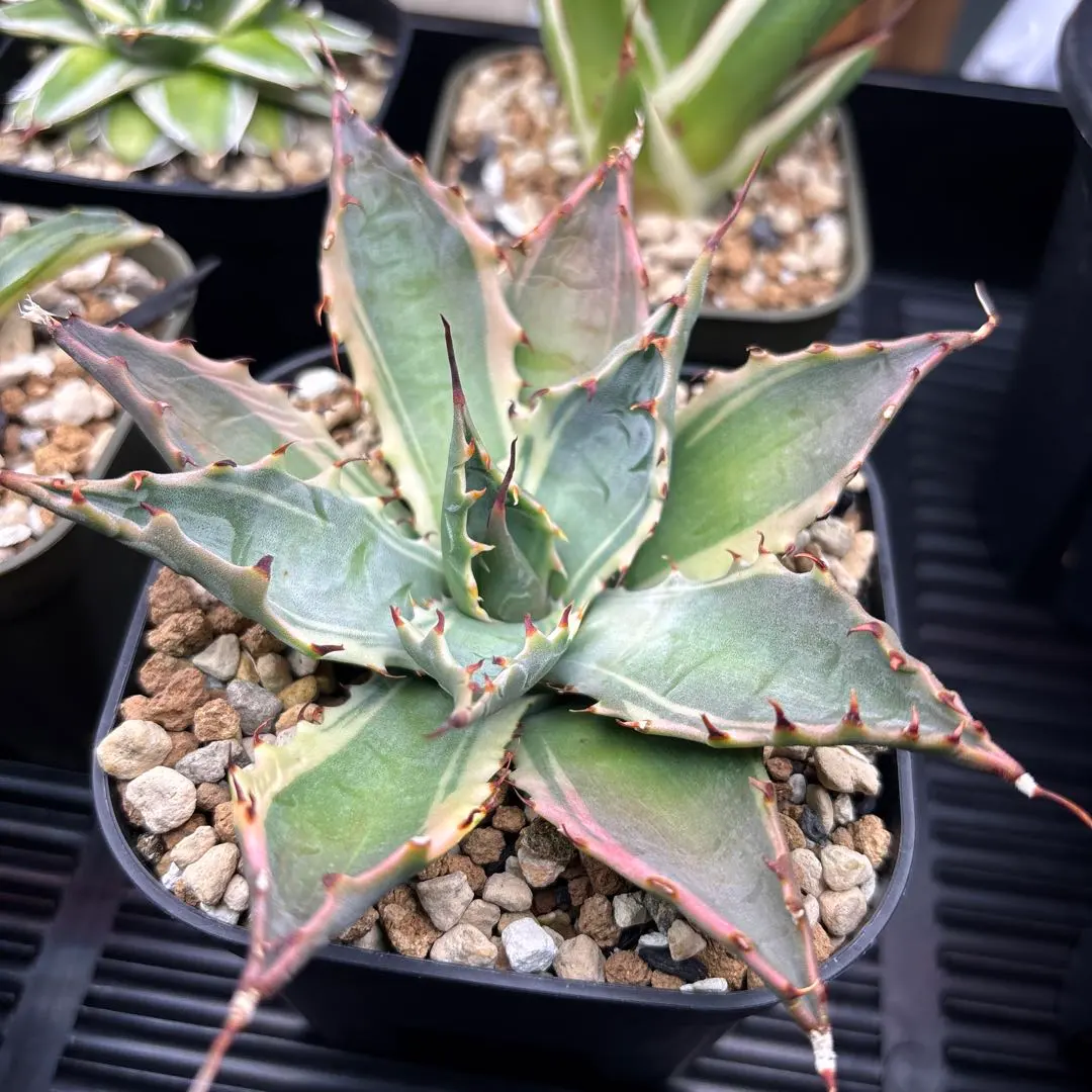 2026年最新】サブシンプレックスの人気アイテム - メルカリ