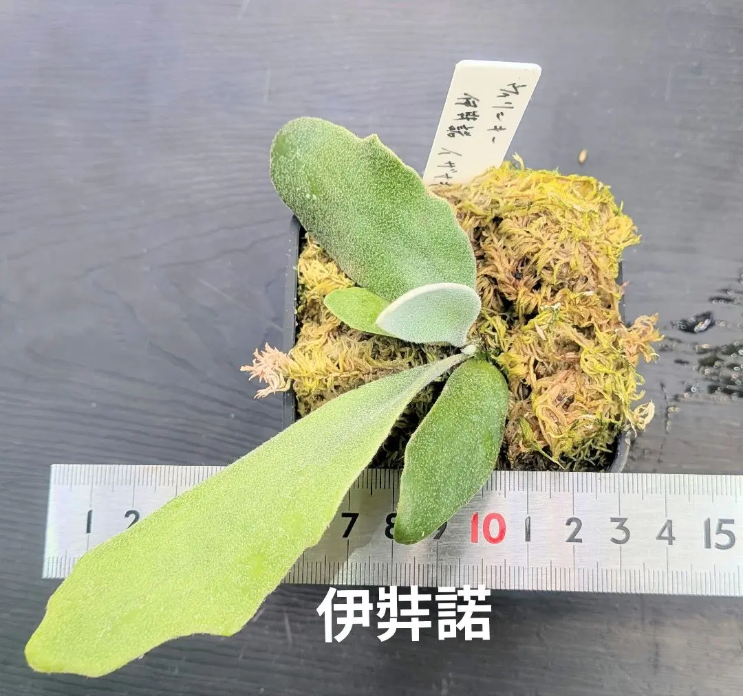 2026年最新】伊弉諾 ビカクシダの人気アイテム - メルカリ