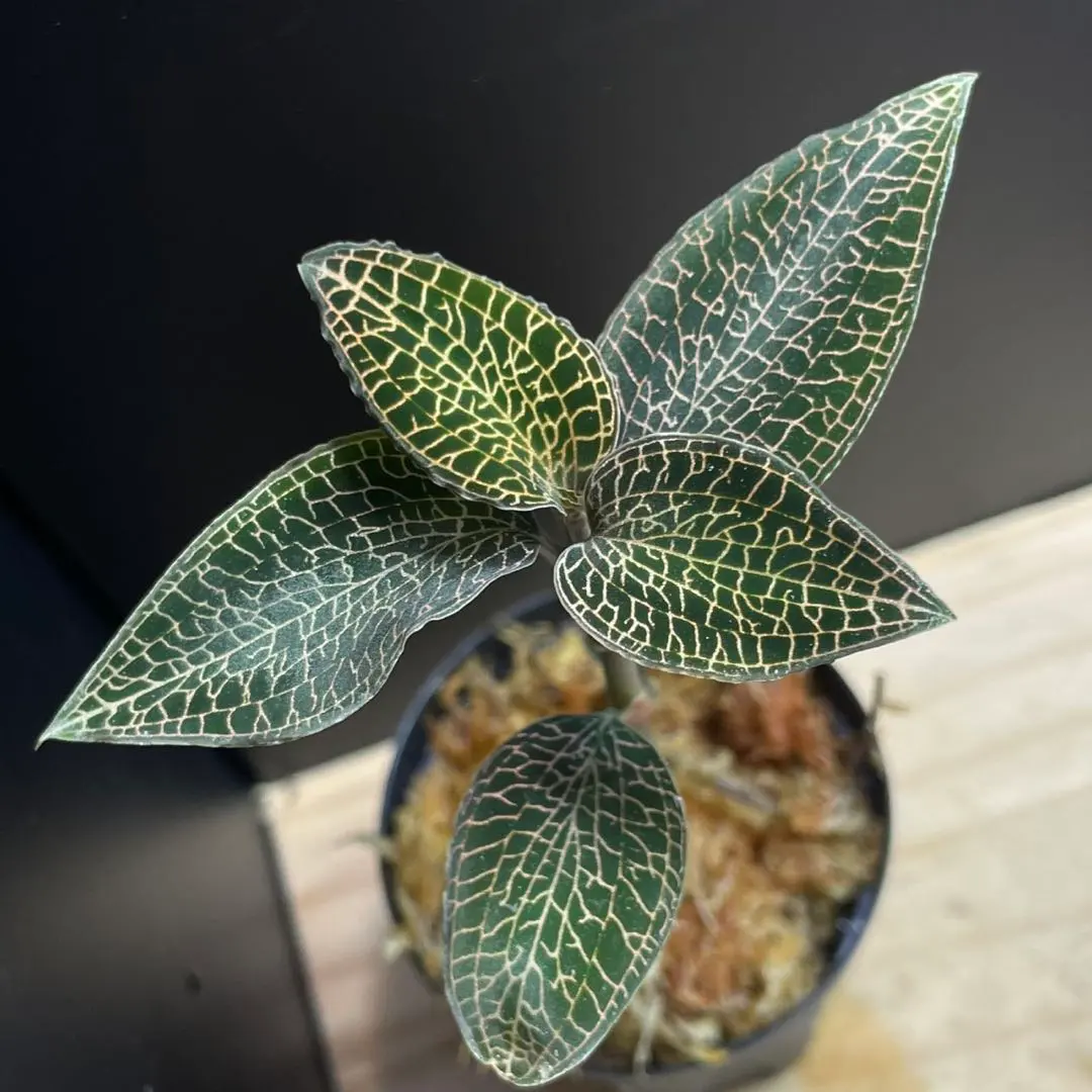 2026年最新】アネクトキルス ロクスバーギーの人気アイテム - メルカリ