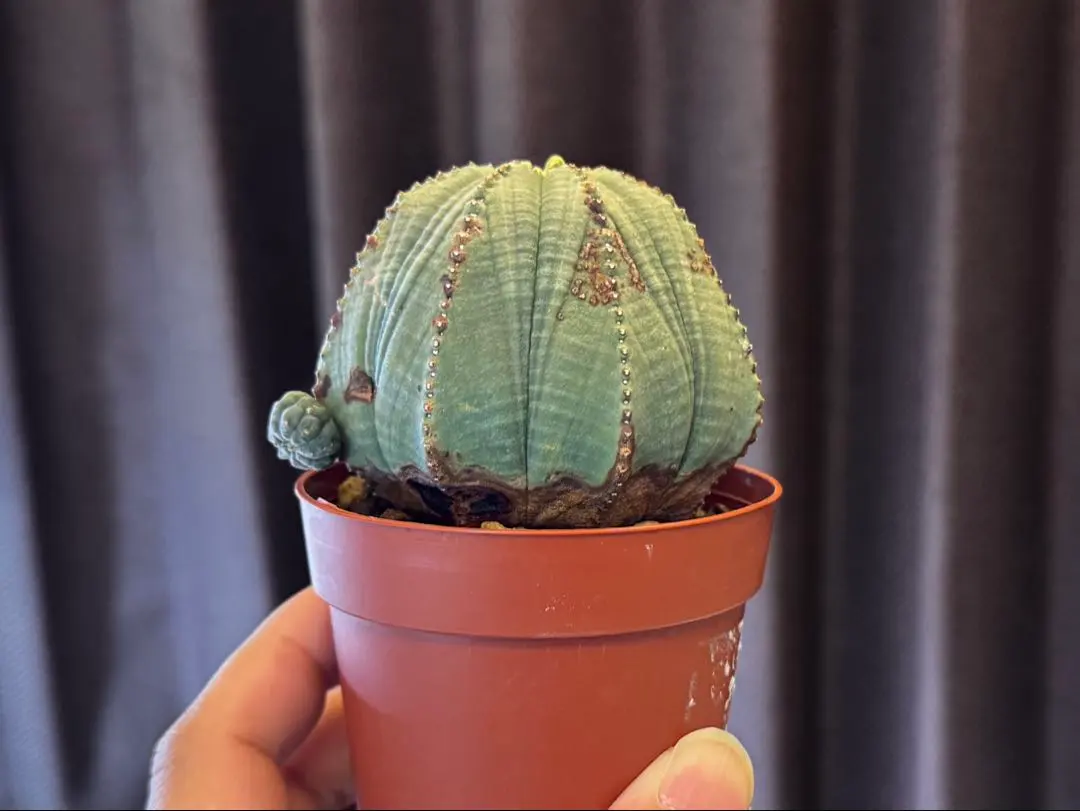 2026年最新】オベサ 輸入の人気アイテム - メルカリ