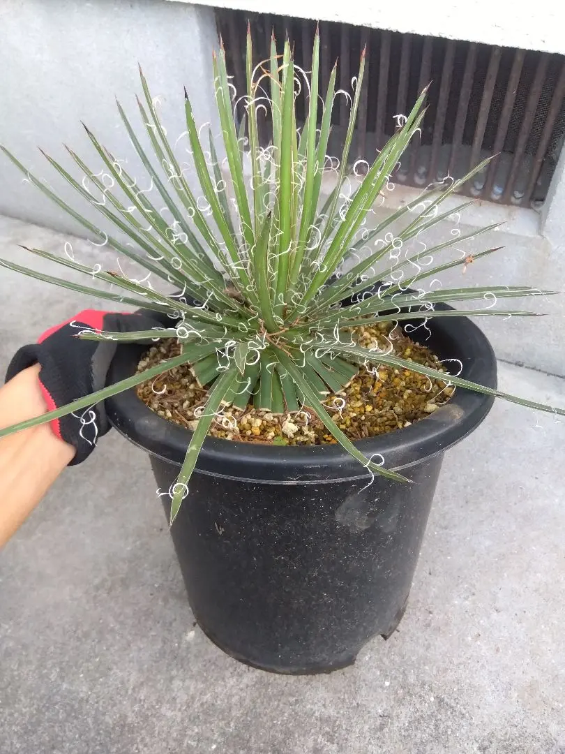 2026年最新】アガベ 滝の白糸の人気アイテム - メルカリ