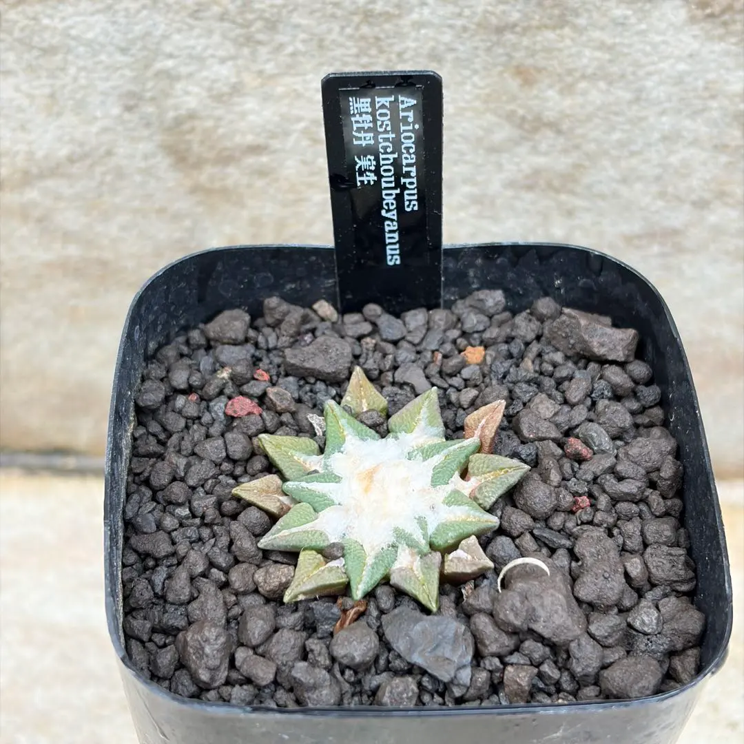 2026年最新】アリオカルプスの人気アイテム - メルカリ