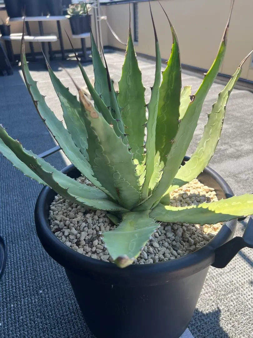 2026年最新】ワコマヒーの人気アイテム - メルカリ