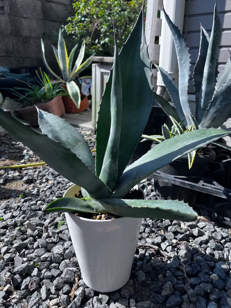 2026年最新】アガベ グリーンゴブレットの人気アイテム - メルカリ